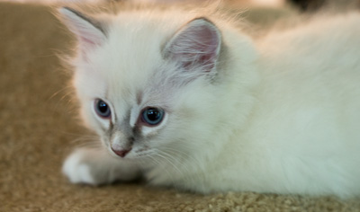 Ragdoll kitten - Sheldon